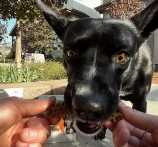 Lilikoi enjoying a treat