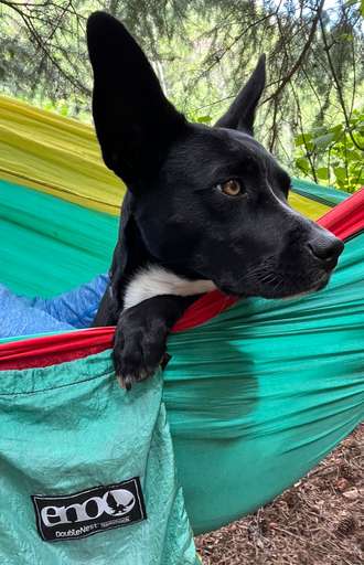 Lilikoi in a colorful hammock