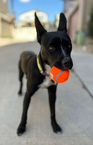 Lilikoi with a ball