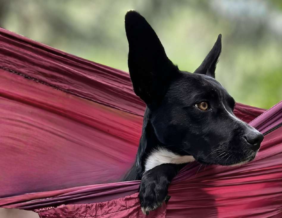 Lilikoi relaxing outdoors