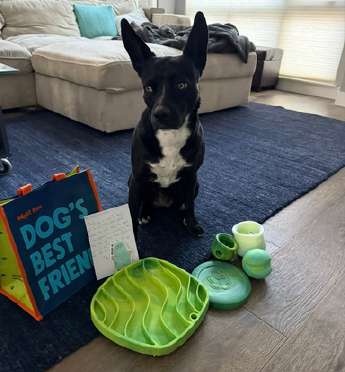 Lilikoi with dog toys and products